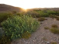 Negev woestijn in bloei; Negev desert in bloom; Israel