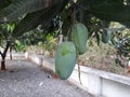 Neglected with beautiful two mango mango trees