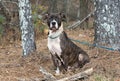 Neglected brindle and white American Bulldog and Boxer mixed breed dog Royalty Free Stock Photo