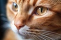 neglected feline eye suffering from glaucoma Royalty Free Stock Photo