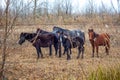 Neglected horses along the tracks, winter