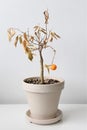 Neglected indoor orange tree houseplant Royalty Free Stock Photo