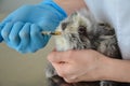 Neglected and sick young rabbit treated by a female veterinarian