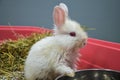 Neglected and sick young rabbit with upper respiratory infection at a veterinary clinic