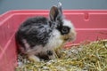 Neglected and sick young rabbit with upper respiratory infection at a veterinary clinic