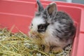 Neglected and sick young rabbit with upper respiratory infection at a veterinary clinic