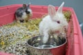 Neglected and sick young rabbits with upper respiratory infection at a veterinary clinic