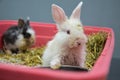 Neglected and sick young rabbits with upper respiratory infection at a veterinary clinic