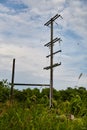 Neglected Utility Pole with Overgrown Vegetation, Rural Ohio Royalty Free Stock Photo