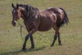 Neglected work horse on a chain grazing in the meadow Royalty Free Stock Photo