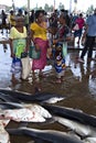 Negombo Fish Market, Sri Lanka Royalty Free Stock Photo