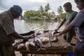 Negombo Fish Market, Sri Lanka Royalty Free Stock Photo