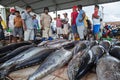 Negombo Fish Market, Sri Lanka Royalty Free Stock Photo