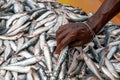 Negombo Fish Market in Sri Lanka Royalty Free Stock Photo