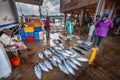 Fish market in Negombo in Sri Lanka Royalty Free Stock Photo