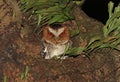 Negrosdwergooruil, Negros Scops Owl, Otus nigrorum Royalty Free Stock Photo