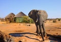 Beautiful large powerful bull elephant stand in the camp grounds with 2 thatched tents in the background