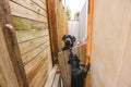 Neighbor dogs chatting over the fence, excited to see each other Royalty Free Stock Photo