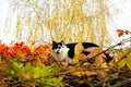A neighbor`s cat on the roof is hiding in the thickets of maiden grapes.