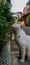 Neighborhood Cat Enjoying Fresh Grass Royalty Free Stock Photo