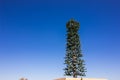 Neighborhood Cell Tower Camouflaged As A  Tree Royalty Free Stock Photo