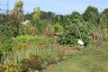 Community Vegetable Garden Royalty Free Stock Photo