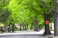 Neighborhood street with stop sign big green trees