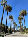 Neighborhoods in Beverly Hills Royalty Free Stock Photo