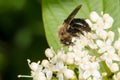 Neighborly Mining Bee - Andrena vicina Royalty Free Stock Photo