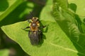 Neighborly Mining Bee - Andrena vicina Royalty Free Stock Photo