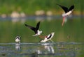 Neighborly relations in wild nature. Conflict  Pied Avocet`s family and Black-winged Stilts near their nest. Royalty Free Stock Photo