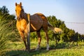 The neighbors horse in Canton Georgia