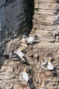 Neighbouring birds getting too close as gannets, morus bassanus, with young chicks warn off others