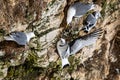 Neighbouring birds getting too close, young Kittiwake, rissa tridactyla, stretching wings and feathers, perched on cliff nests