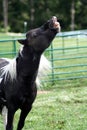 Neighing horse Royalty Free Stock Photo