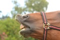 Neighing horse Royalty Free Stock Photo