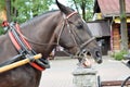 Neighing horse Royalty Free Stock Photo