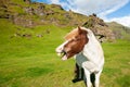 Neighing horse on the green field in Iceland Royalty Free Stock Photo