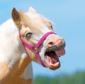 Neighing horse. Royalty Free Stock Photo