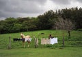 Neighing straw-colored horse