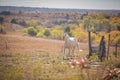 Neighing White Horse Royalty Free Stock Photo