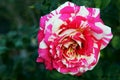 Neil Diamond rose, hybrid tea rose Royalty Free Stock Photo