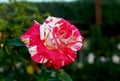 Neil Diamond rose, hybrid tea rose