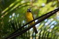 Neinei - Megarynchus pitangua Royalty Free Stock Photo
