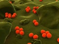 Neisseria gonorrhoeae Royalty Free Stock Photo