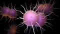 Neisseria gonorrhoeae Bacteria Royalty Free Stock Photo