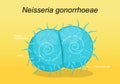 Neisseria gonorrhoeae pathogen bacteria Royalty Free Stock Photo