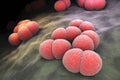 Neisseria meningitidis bacteria Royalty Free Stock Photo