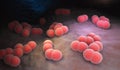 Neisseria meningitidis bacteria Royalty Free Stock Photo