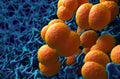 Neisseria meningitidis (meningococcus) bacterias (meningitis infection) 3d illustration closeup view